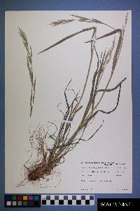 Bromus carinatus image